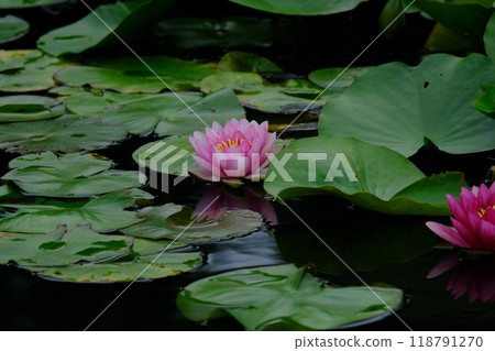 睡蓮鮮花 118791270