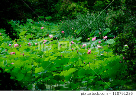Lotus blooming pond Lotus blooming pond 118791286