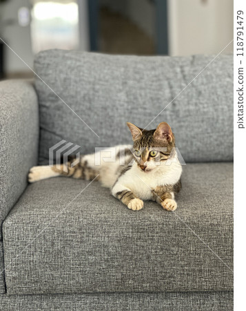 Relaxed cat lounges gracefully on a comfortable gray sofa, calm and contentment. Minimalist interior and cozy atmosphere of the indoor space. Pet and couch potato concept Relaxed cat lounges gracefully on a comfortable gray sofa, calm and contentment. Minimalist interior and cozy atmosphere of the indoor space. Pet and couch potato concept 118791479