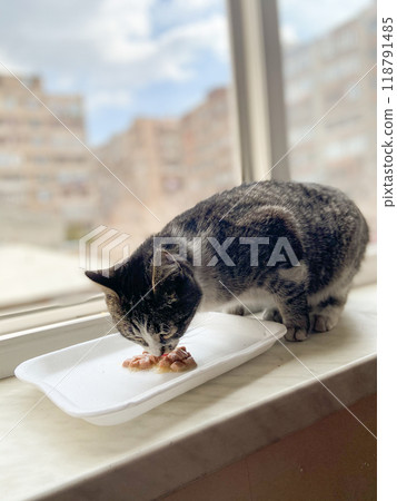 Cat enjoys a meal on a windowsill with bustling cityscape outside. Pet feeding at home concept 118791485