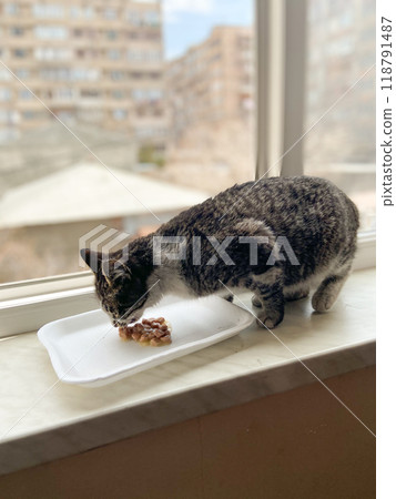 Cat enjoys a meal on a windowsill with bustling cityscape outside. Pet feeding at home concept 118791487