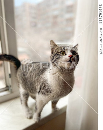 Curious cat stands on a windowsill. Soft light, expressive face and brings focus to its attentive posture. Funny pet concept 118791488