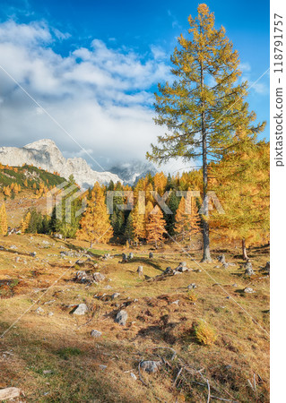 Stunning view of mountains and valleys with larch forest and wonderful sky are located in Filzmoos Stunning view of mountains and valleys with larch forest and wonderful sky are located in Filzmoos 118791757