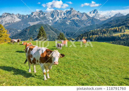 View of Alpine meadows and mountains and grazing cows near St. Martin am Tennengebirge. View of Alpine meadows and mountains and grazing cows near St. Martin am Tennengebirge. 118791760