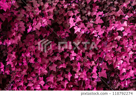 Colorful Leaves Texture, Unusual Floral Background Colorful Leaves Texture, Unusual Floral Background 118792274