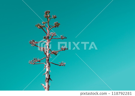 Unusual colorful tropical trees with fallen leaves, background 118792281