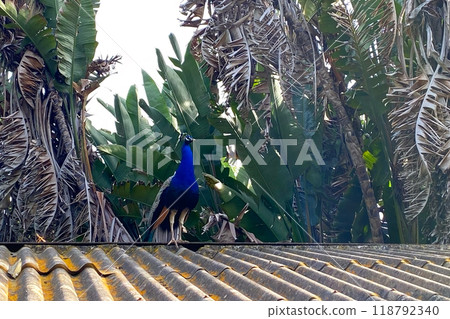 Peacock with blue and green plumage in the park. Colorful peacock in a city park 118792340