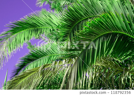 Palm Tree Leaves Against The Sky, Juicy Tropical Background 118792356