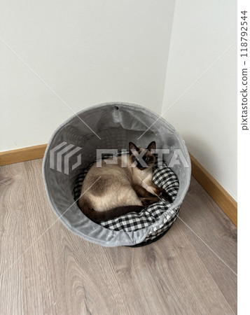 Cozy Siamese cat peacefully naps inside a soft cat bed. Accessories for pet. Pet care concept Cozy Siamese cat peacefully naps inside a soft cat bed. Accessories for pet. Pet care concept 118792544