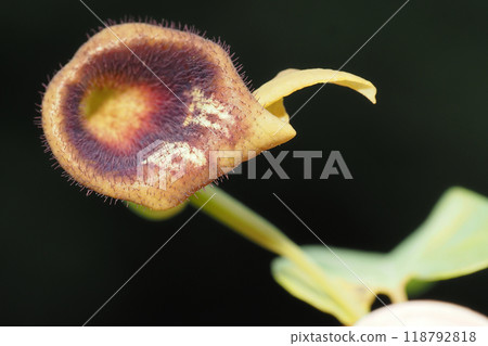 Flower of a horn tuna Flower of a horn tuna 118792818