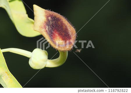 Flowers of Aristolochia aristolochia and a type of fly 118792822