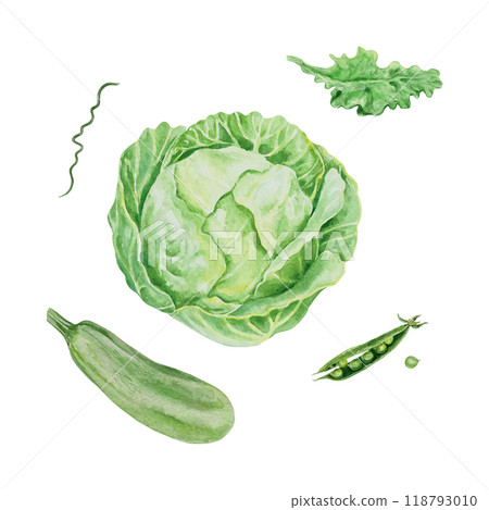 Cabbage, zucchini, lettuce, peas. Green vegetables watercolor. Vector illustration. Harvest and Vegetarian day cards, food packaging, labels, posters. 118793010