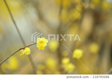 紅寶石花告訴春天 118793086