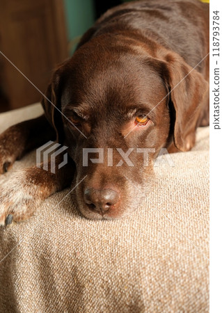 cute chocolate Labrador Retriever is lying on bed and resting. close-up of pet sleeping on couch cute chocolate Labrador Retriever is lying on bed and resting. close-up of pet sleeping on couch 118793784