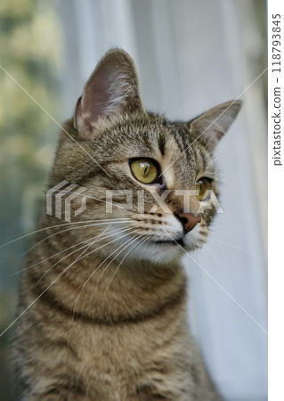 cute striped cat is sitting on balcony. Portrait of brown colored pet. Striped cat close-up 118793845