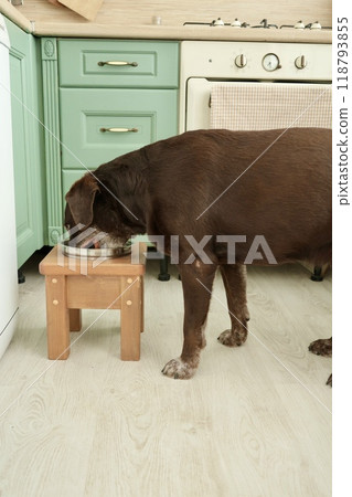 Labrador Retriever dog is eating from a bowl on stand. convenient pet feeding. dog bowl chair, Labrador Retriever dog is eating from a bowl on stand. convenient pet feeding. dog bowl chair, 118793855