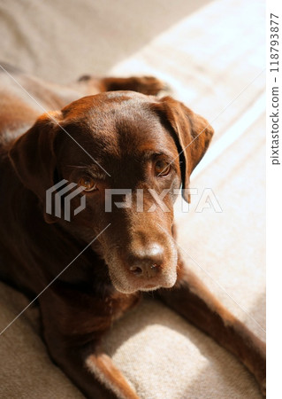 cute chocolate Labrador Retriever is lying on bed and resting. close-up of pet sleeping on couch 118793877