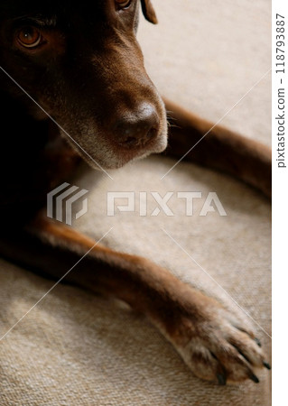 cute chocolate Labrador Retriever is lying on bed. close-up of paws of pet sleeping on couch 118793887