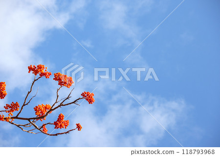 羅文和藍天 118793968