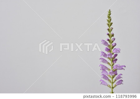 哈娜哈娜的尾巴 哈娜哈娜的尾巴 118793996