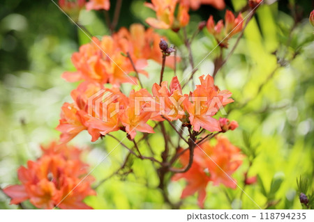 Renge杜鵑花 118794235