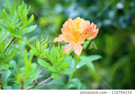 Renge杜鵑花 Renge杜鵑花 118794239
