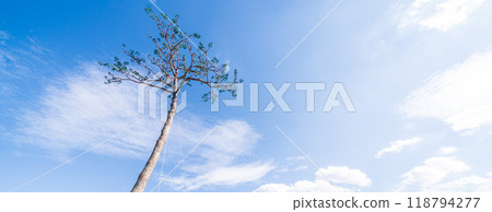 「岩手縣」奇蹟松，陸前高田市 118794277