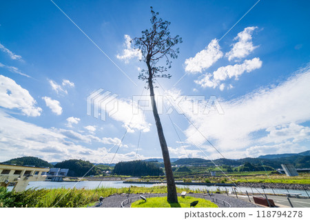 「岩手縣」奇蹟松，陸前高田市 118794278