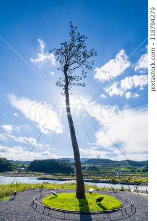 "Iwate Prefecture" Miracle Pine Tree, Rikuzentakata City "Iwate Prefecture" Miracle Pine Tree, Rikuzentakata City 118794279