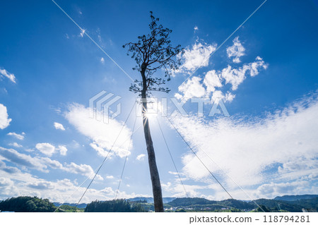 "Iwate Prefecture" Miracle Pine Tree, Rikuzentakata City 118794281
