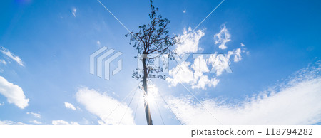 "Iwate Prefecture" Miracle Pine Tree, Rikuzentakata City 118794282