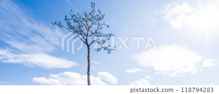 「岩手縣」奇蹟松，陸前高田市 118794283