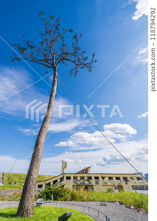 "Iwate Prefecture" Miracle Pine Tree, Rikuzentakata City 118794292