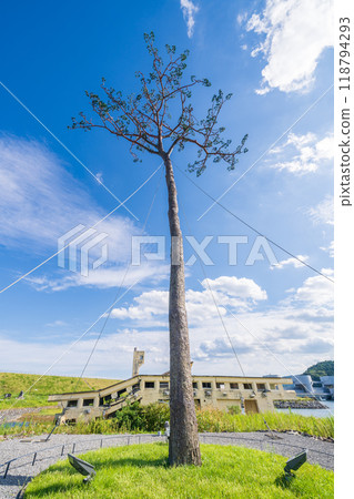 "Iwate Prefecture" Miracle Pine Tree, Rikuzentakata City 118794293
