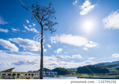 「岩手縣」奇蹟松，陸前高田市 118794298
