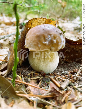 Mushrooms found in the woods 118794404