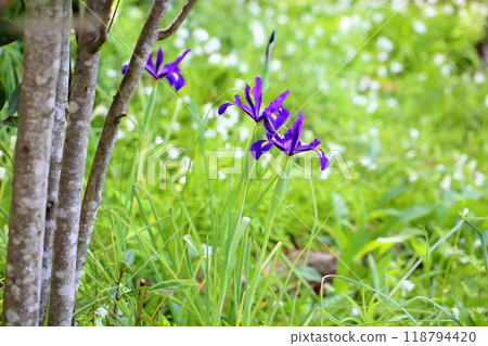 Iris flower 118794420