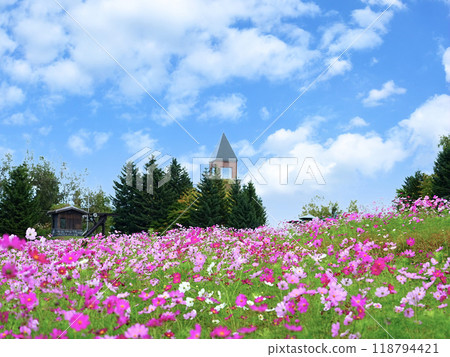 Landscape of Hokkaido Cosmos field in Takino Suzuran Hillside Park 118794421