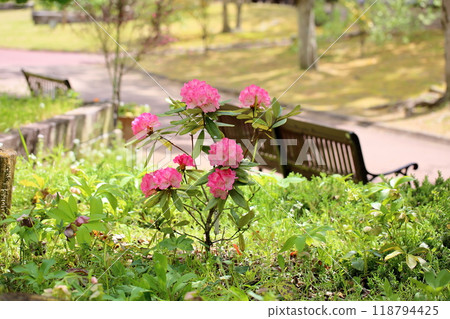 可愛的杜鵑花 118794425