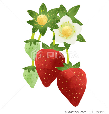 Strawberry fruits and flowers 2 Watercolor hand-drawn illustration 118794430