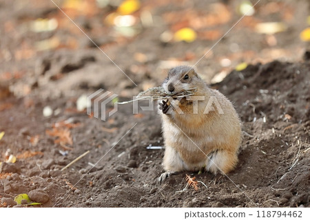Prairie dog with nesting material 118794462