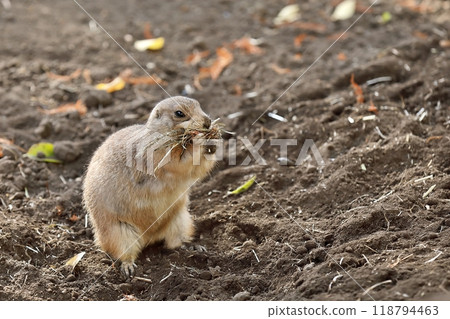 Prairie dog eating grass Prairie dog eating grass 118794463