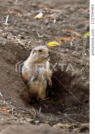 一隻泥濘的土撥鼠從洞穴裡鑽出來 118794464
