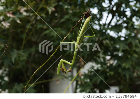 秋季/九月 螳螂試圖捕捉食物並吃掉它 秋季/九月 螳螂試圖捕捉食物並吃掉它 118794684