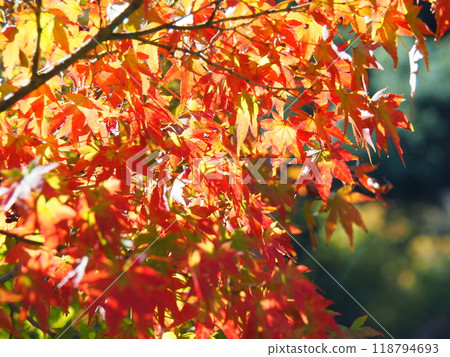 秋葉在陽光下鮮紅 118794693