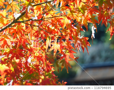 秋葉在陽光下鮮紅 118794695