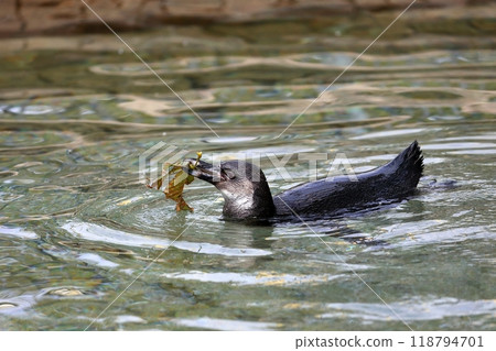 Humboldt penguin baby swimming with fallen leaves in its mouth 118794701