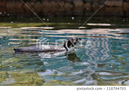 Humboldt penguins swimming with their heads exposed Humboldt penguins swimming with their heads exposed 118794703