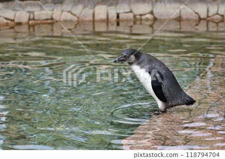 一隻年輕的洪堡企鵝站在水邊 118794704