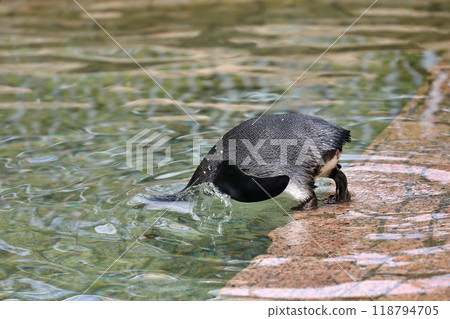 A baby Humboldt penguin dives headfirst into a pool 118794705